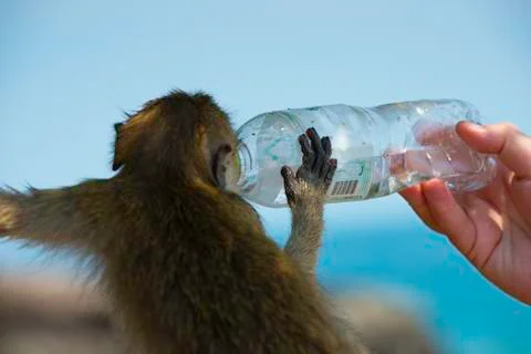 Human hand holds plastic bootle of water for monkey to drink MCrab-eating mac Stock Photos