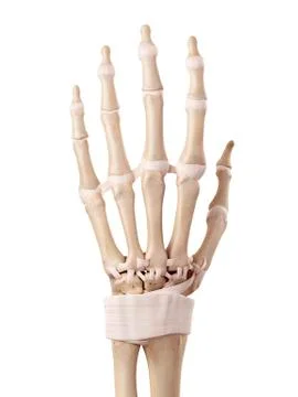 Human hand ligaments Stock Illustration