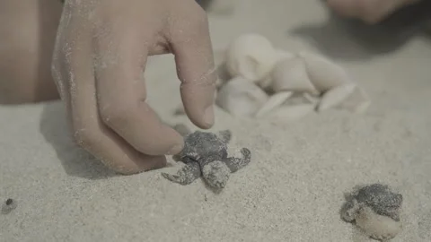 A human hand lowering a turtle hatchling onto the sand to start its life Stock Footage 243076137