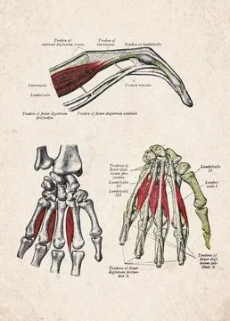 Human Hand Lumbrical And Interosseous Muscles Vintage Anatomy Illustration Stock Illustration