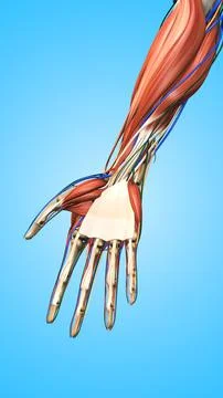 Human Hand with Muscles Bones and Veins Ilustración de archivo