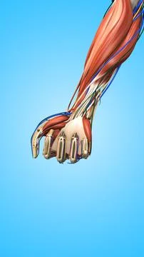 Human Hand with Muscles Bones and Veins Illustrazione stock