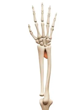 Human hand muscles, illustration Stock Illustration