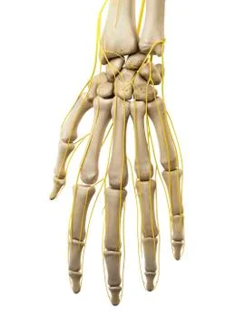 Human hand nerves, illustration Stock Illustration