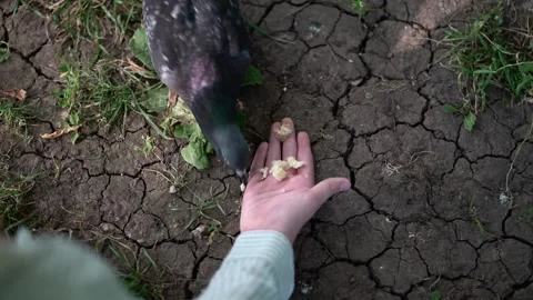Human hand offers bread crumbs to a curious pigeon on cracked dry earth Stock Footage 342268404