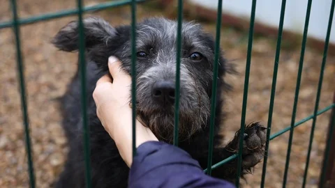 Human Hand Petting Caged Stray Dog. Animals, Volunteering And Helping Concept. Stock Footage 99910153