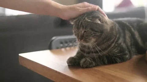 Human hand Petting cat Stock Footage 69079575
