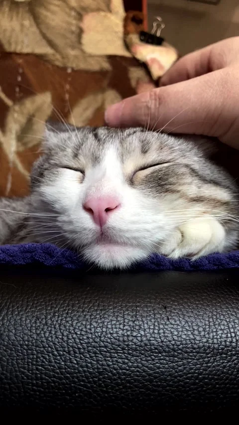 Human hand petting a cute sleeping domestic cat close up Stock Footage 339184696