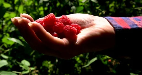 Human hand pick raspberry and put it in palm. Close up view. Video stock 127747830