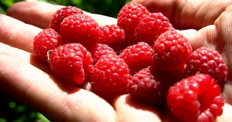 Human hand pick raspberry and put it in palm. Close up view. Video stock 127747840