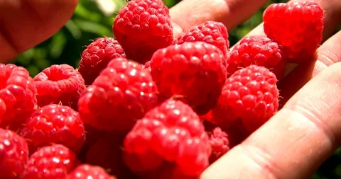 Human hand pick raspberry and put it in palm. Close up view. Stock Footage 127747845