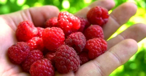 Human hand pick raspberry and put it in palm. Close up view. Video stock 127747851