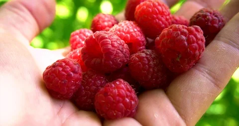 Human hand pick raspberry and put it in palm. Close up view. Video stock 127747854