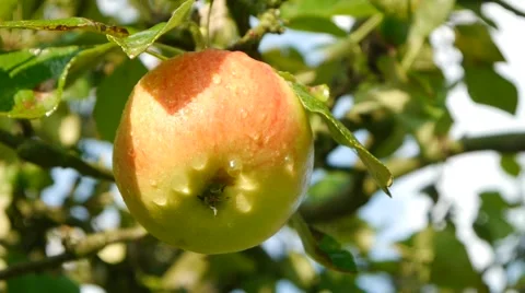 Human hand is picking an apple from apple tree Stock-Footage 41832172