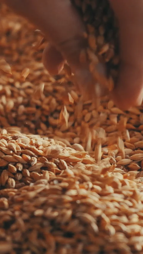 Human hand picking bread grain Slow motion Vertical video Stock Footage 235666649