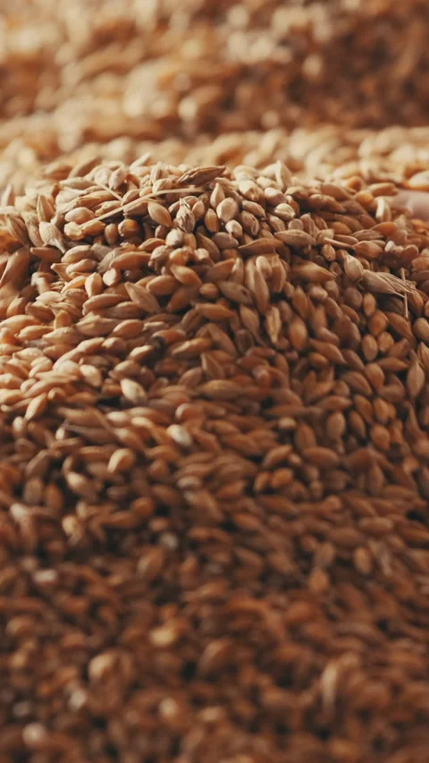 Human hand picking bread grain Slow motion Vertical video Stock Footage 235666692