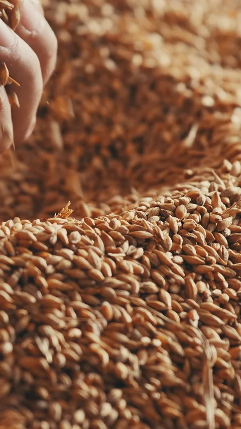 Human hand picking bread grain Slow motion Vertical video Stock Footage 235666705