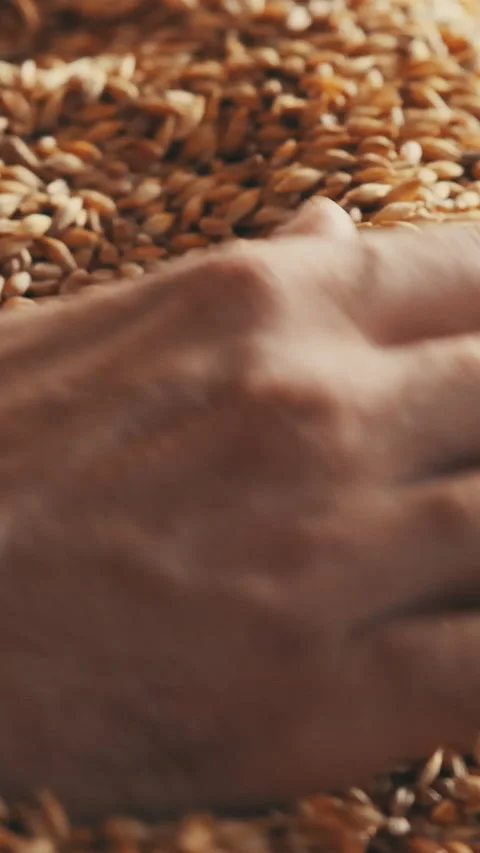 Human hand picking bread grain Slow motion Vertical video Stock Footage 235666706