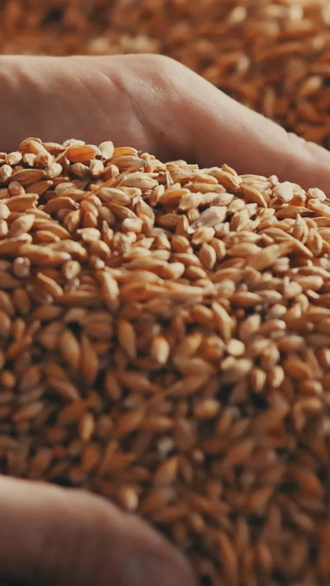 Human hand picking bread grain Slow motion Vertical video Stock Footage 235666726