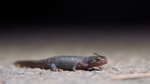 Human Hand Picks up Alpine Newt from Ground, Gentle Handling during Night Stock Footage 333350340
