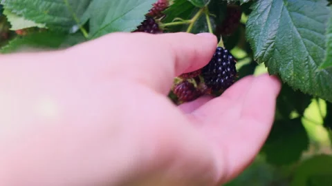 Human hand picks ripe berries from a bush Stock Footage 202592971