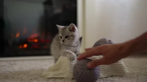 Human hand playing with cat. tomcat on carpet near burning fireplace at home Stock Footage 157157531