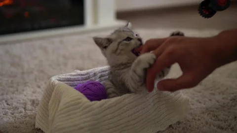 Human hand playing with cat. tomcat on carpet near burning fireplace at home Video stock 157184765