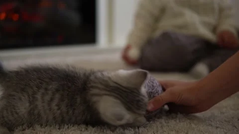Human hand playing with cat. tomcat on carpet near burning fireplace at home Stock Footage 157184766