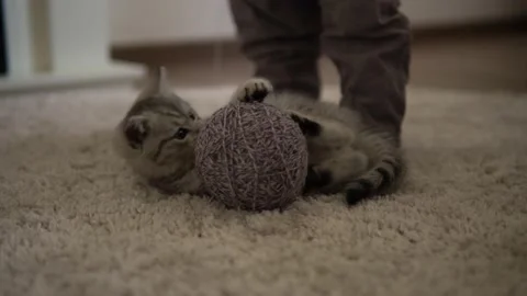 Human hand playing with cat. tomcat on carpet near burning fireplace at home Stock Footage 157510462