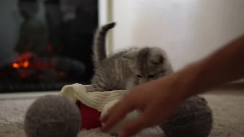 Human hand playing with cat. tomcat on carpet near burning fireplace at home Stock Footage 159677664