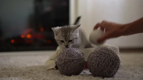 Human hand playing with cat. tomcat on carpet near burning fireplace at home Stock Footage 159735244