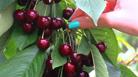 Human hand plucks a cherry from a cherry tree 스톡 동영상 52383476