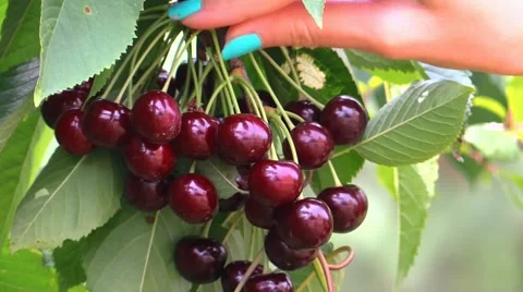Human hand plucks a cherry from a cherry tree Video stock 52383530