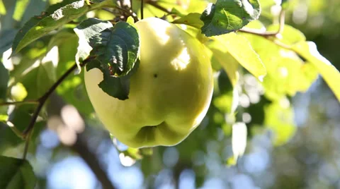 Human hand plucks ripe apple in a garden Stock Footage 30398873