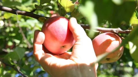 Human hand plucks ripe apples in a garden Stock Footage 30408280