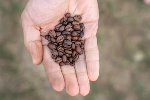 Human hand presenting a small pile of freshly roasted coffee beans, highlig.. Stock Photos