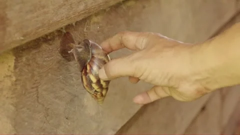 Human hand pulling a large snail attached to an old wooden wall outdoors Stock Footage 325110025