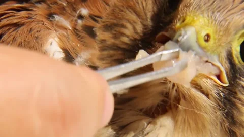 The human hand puts a piece of meat into the falcon's beak with tweezers. Stock Footage 246086578