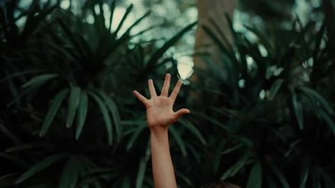 Human hand reaches for light through dense foliage 스톡 사진