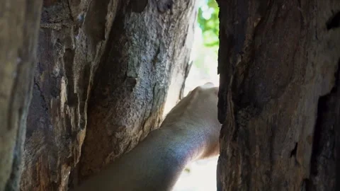 Human Hand Reaching Into A Deep Tree Trunk Crevice In Natural Daylight Stock Footage 340454791