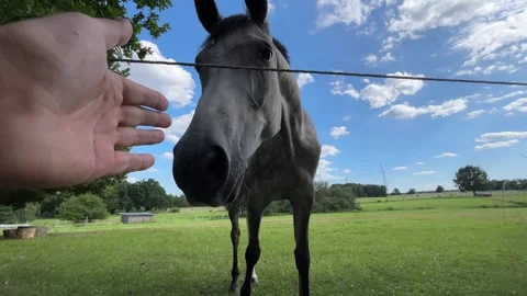 Human Hand Reaching Toward Curious Horse Stock Footage 342407040