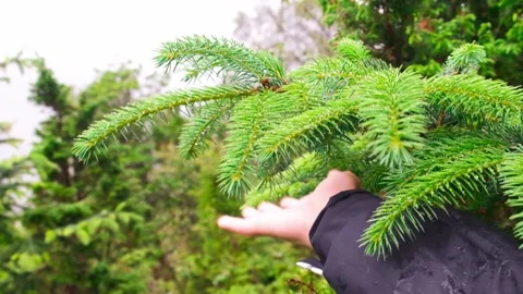 A human hand reset raindrops from a spruce branch in slow motion. Stock Footage 197340188