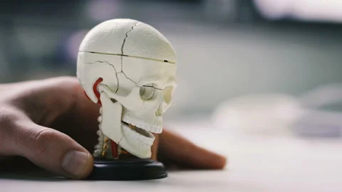 Human hand rotates the layout of a human skull Stock Footage 106422745