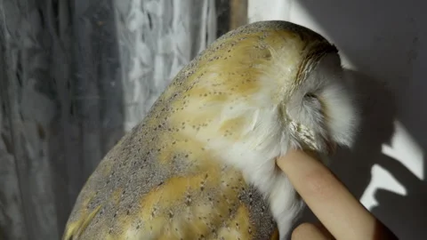 Human hand scratching barn owl at Owl Village Cafe Harajuku (editorial) Stock Footage 296026712