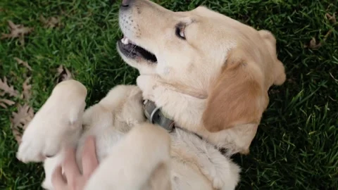 Human hand scratching labrador belly while dog lies on grass with open mouth Stock Footage 327227430