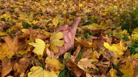 Human hand show middle finger in autumn leaves 4k Stock Footage 289899763