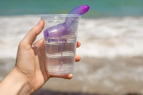 Human hand showing a plastic cup with a stinging marine bluebottle Stock Photos