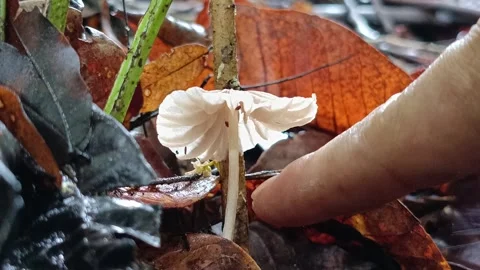 Human hand showing the scale of a small wild fungus in the tropical forest Vídeos de archivo 335640743