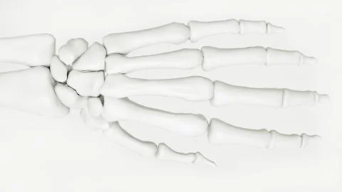 Human hand skeleton Stock Illustration