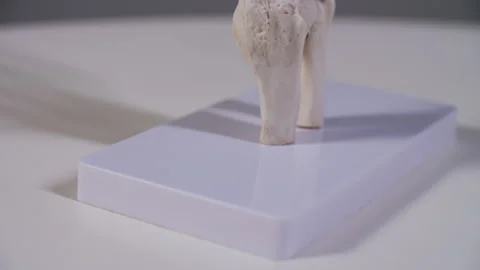 Human Hand Skeleton Model Close-Up Stock Footage 304743634